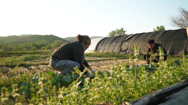 情侣住荒野7年租30亩地自耕自食