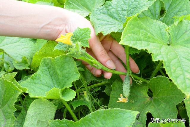 农村种植黄瓜蔬菜，要了解这三种肥料，种菜省钱又高产4