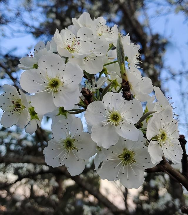 春天的花有哪些