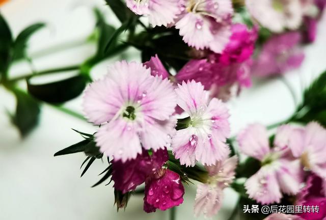 爱好如果需要刻意用力，那就不能称其为爱好