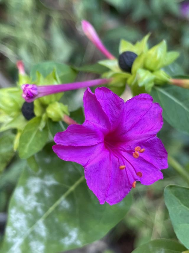 春天的花 春天的花（春天的花教案） 生活