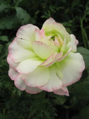 分享图片，阳光灿烂，百花盛开，鸟语花香，美轮美奂