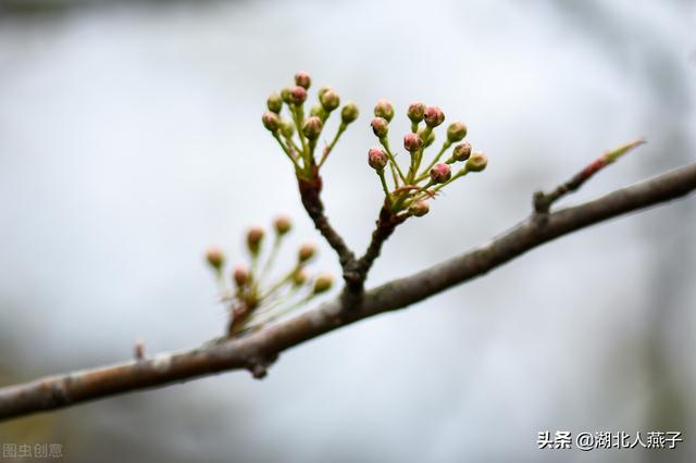 进入3月后，这8种“树上鲜”记得要尝尝，不辜负春天好时光