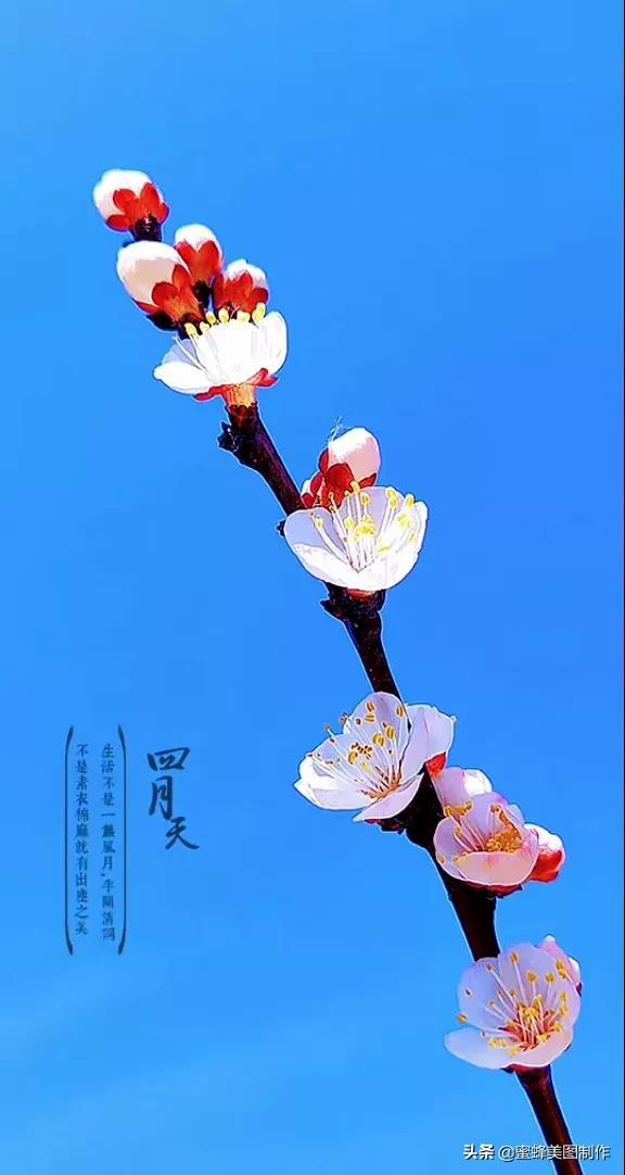 一花一世界，姹紫嫣红，婀娜多姿，带来了美好的心情