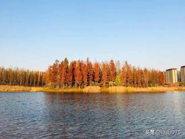 長沙唯一擁有戶外足球場的公園，更有大片水杉美景等你來