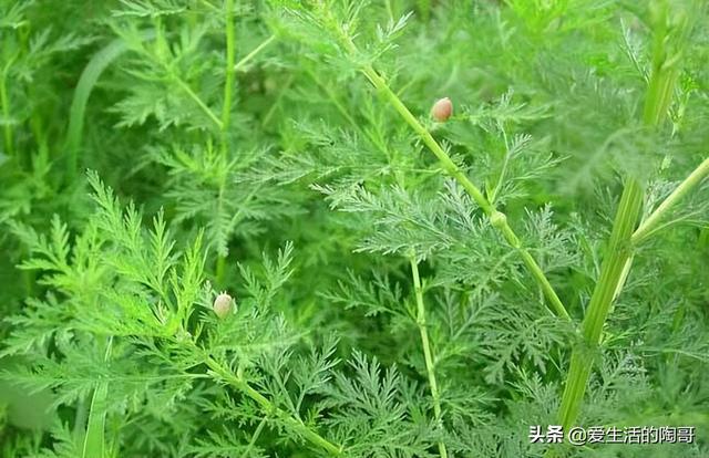 “清明吃2宝，一年无烦劳”！2宝是啥？采摘短，现在正当吃