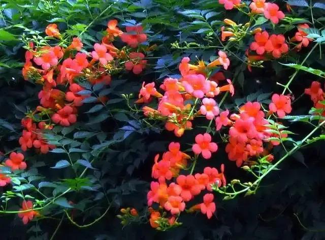 凌霄花开红艳艳
