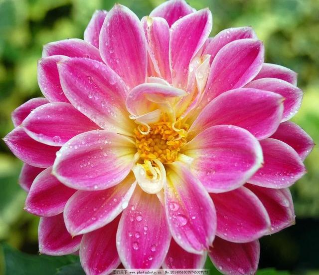 分享图片，百花盛开，五彩缤纷，太美了！令人心情无比愉悦
