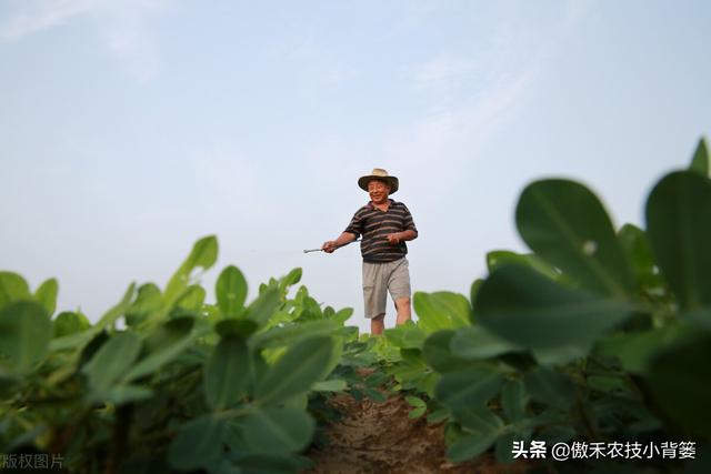 花生如何施肥才能更高产？建议农民注意这几点7