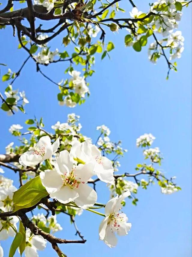 各种花开的时间 各种花开的时间（各种花开的时间表以及状态） 生活