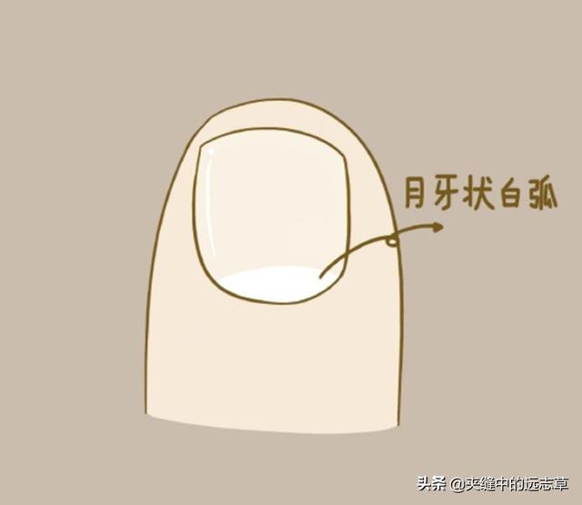 肝开窍于目，在体合筋，其华在爪，讲几个小方子，养肝血，调肝气