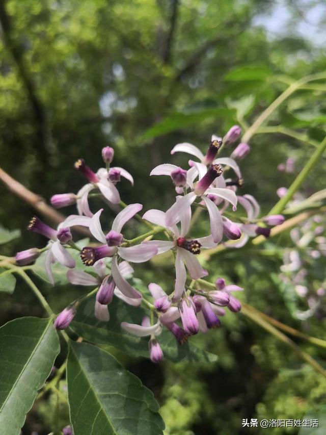 散文：楝花飘香的季节