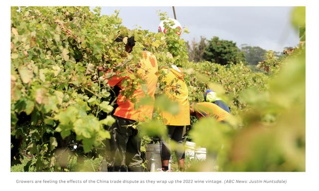 市场环境面临“极具挑战”澳洲葡萄酒出口下滑26%