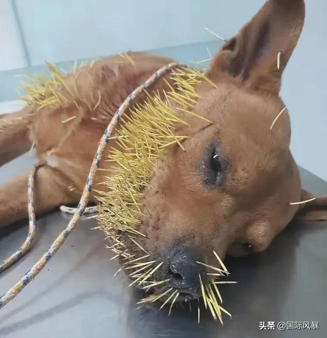 巴西土狗多次挑战豪猪,脸上却被扎满数百根刺,狗主人:免费针灸