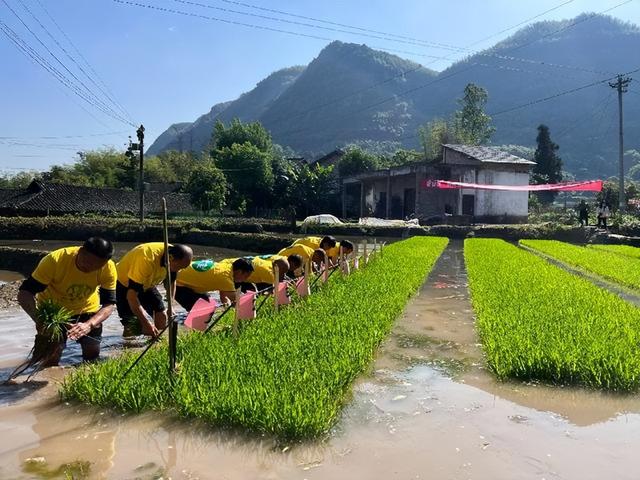 「泸州」合江县榕山镇：统战成员同参与，插秧竞赛种粮忙