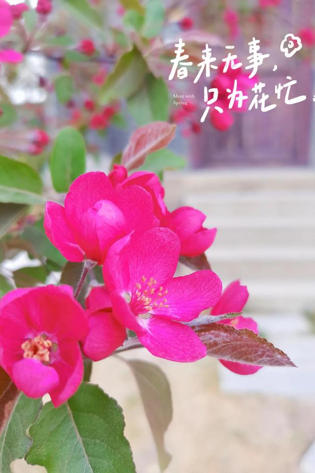 春暖花开——“疫”战到底