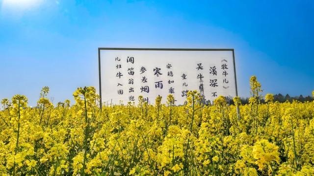 崇州田园花海“诗”会，等你来