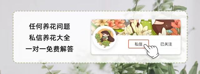 粉掌 粉掌（粉掌的养殖方法和注意事项有哪些） 生活