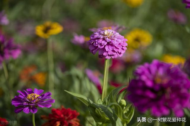 春夏秋冬各有什么花