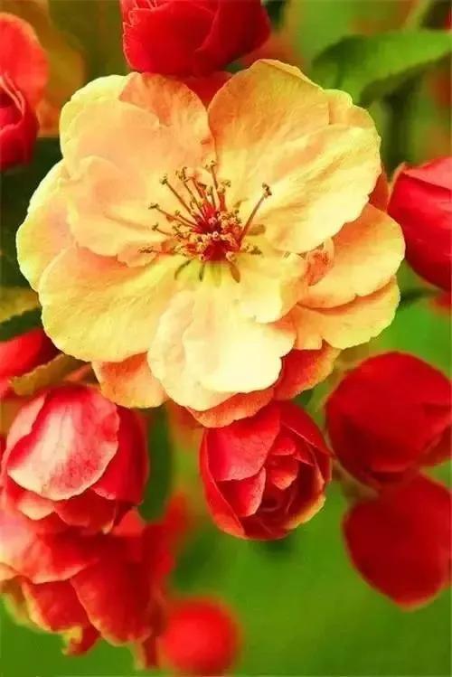 美丽的鲜花，姹紫嫣红，芬芳扑鼻，令人心情愉悦