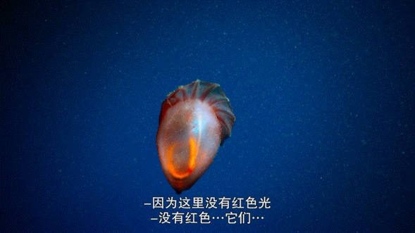 豆瓣9.3，又一部超高分紀錄片來了，威爾·史密斯带你游遍地球