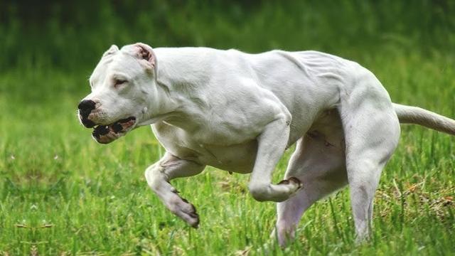 杜高犬咬死藏獒视频