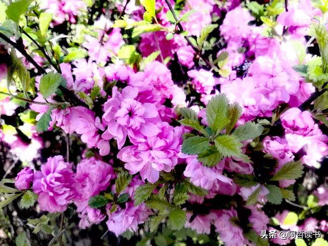 榆叶梅，是绿叶对鲜花的赞美，更是花与叶的相互点缀，相依相偎