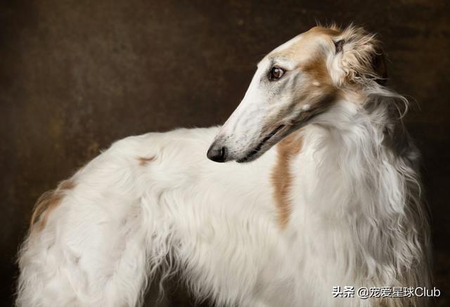 苏俄猎狼犬