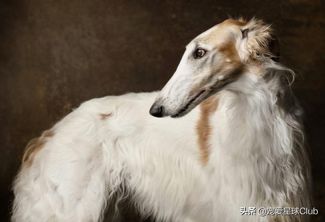 苏俄猎狼犬 苏俄猎狼犬（苏俄猎狼犬猎杀狼视频） 动物