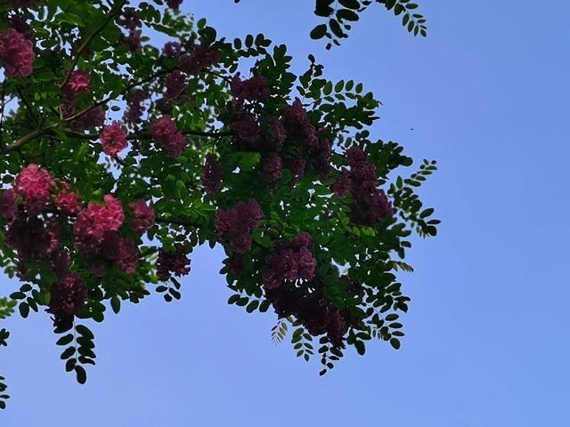红色的槐花