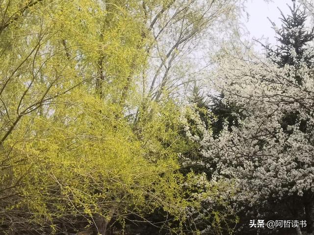 花香习习，垂柳依依，一花一世界，一树一菩提，淡妆浓抹总相宜