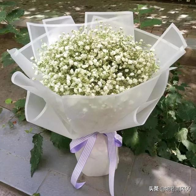 满天星所有颜色的花语