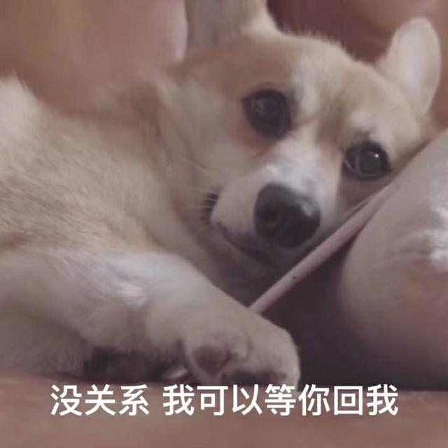 比较小可爱的狗狗(狗狗图片大全可爱超萌)-艾拉狗狗乐园