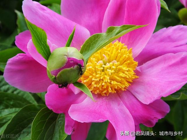芍药花盛开，蚂蚁“赏花”流连忘返
