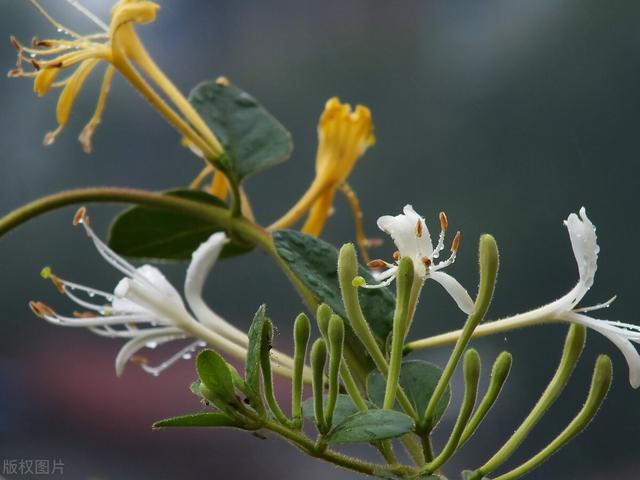 盤點能吃的八種花，好看好吃