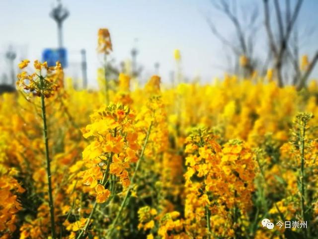 崇州田园花海“诗”会，等你来