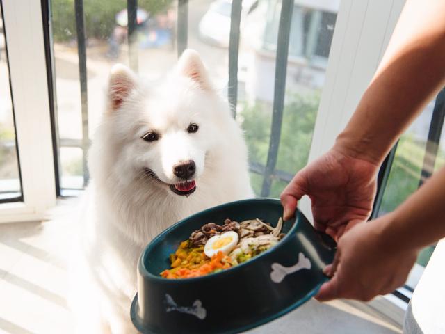 《狗狗健康长寿的“食谱”，这几种食物可以吃》