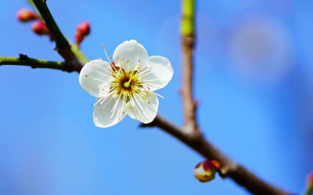 描写梅花的优美句子，关于春天的梅花诗？