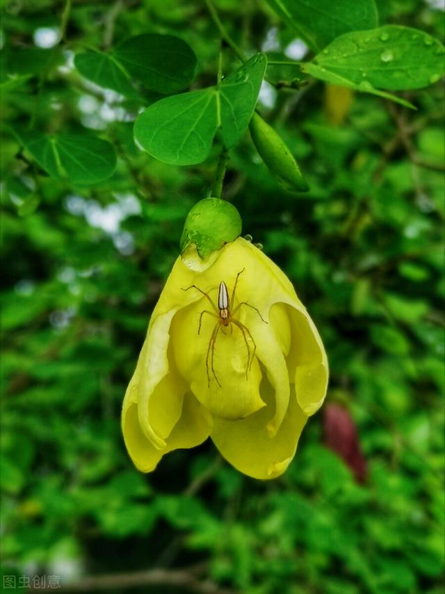 一花一深爱，五月五立夏情长，夏日暖阳拂人间，愿落花有情山水美