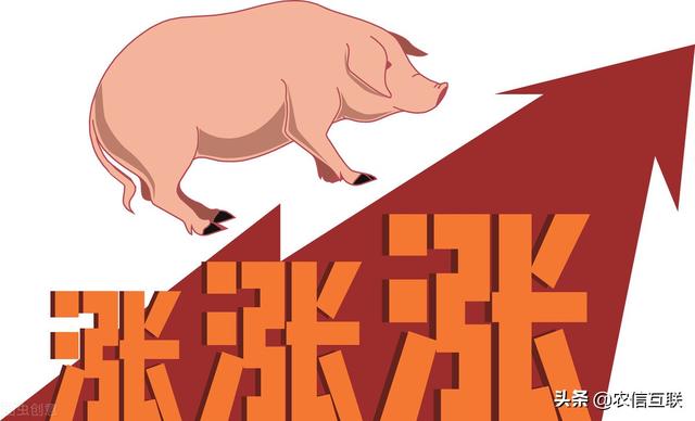 4月20日玉米价格行情，涨！猪价大幅上涨，利好，玉米要上3000？