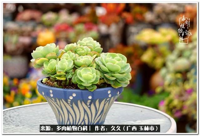 晨曦雨露 夕阳夜幕 肉与花的协奏曲 新闻时间