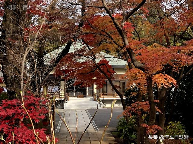 德村志成：落葉殘楓依然美麗，久違北小金本土寺