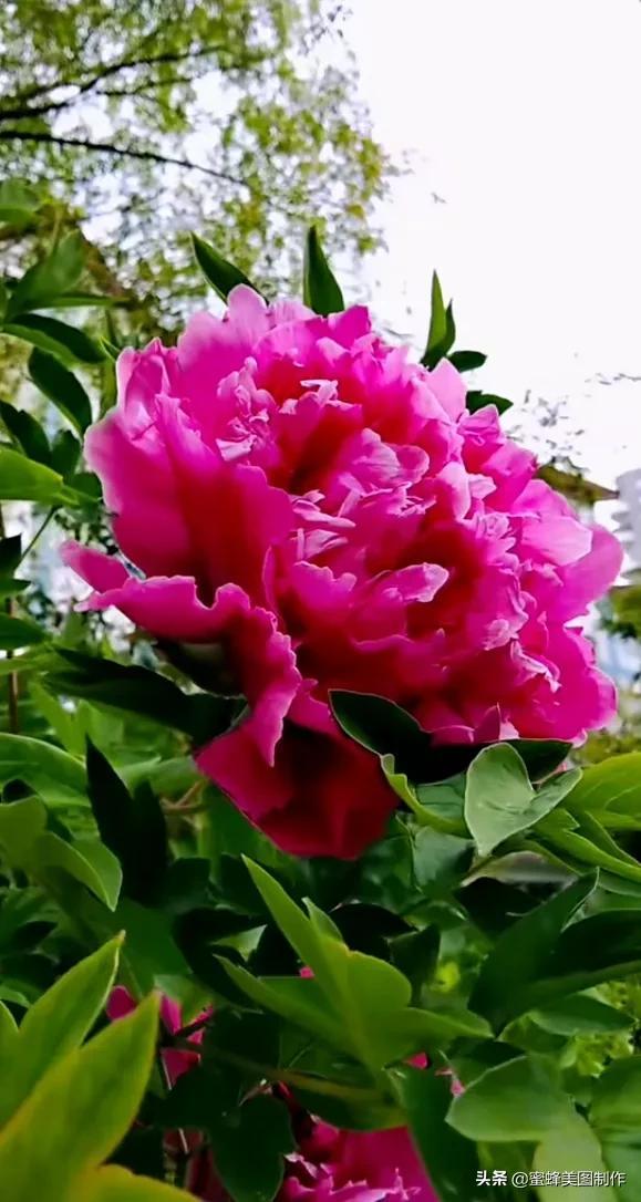 鲜花，因盛开而芬芳，因走过而醉人