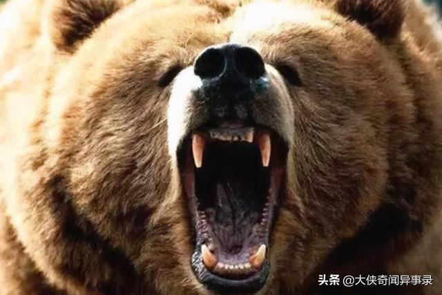 动物吃人事件：近三米巨熊咬死7人(丧生胸腹)