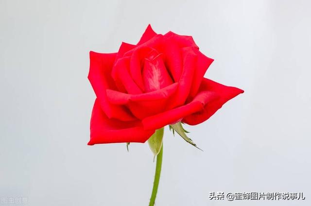 阳春三月，万花丛中娇美溢，千朵万朵压枝低
