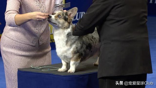 威尔士柯基犬