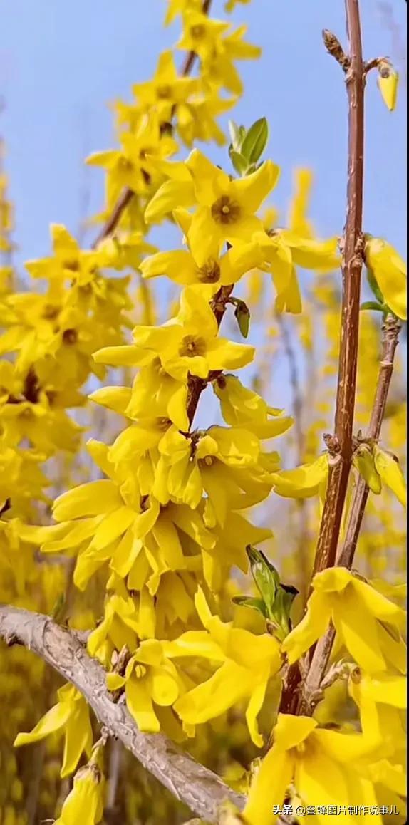 春花烂漫，竞相绽放，鸟语花香