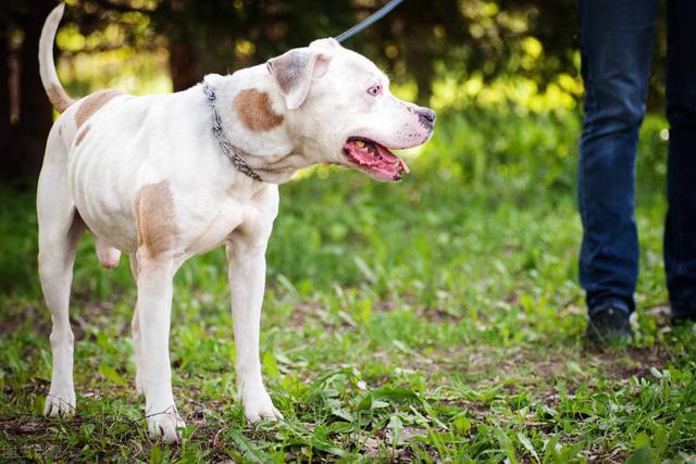 比特犬藏獒