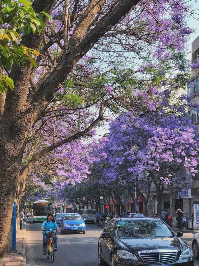 6月开什么花