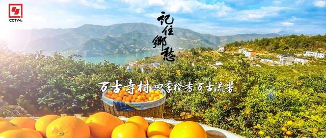 来屈原故里，尝四季鲜橙21